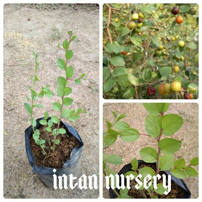 Bibit Tanaman Buah Bidara