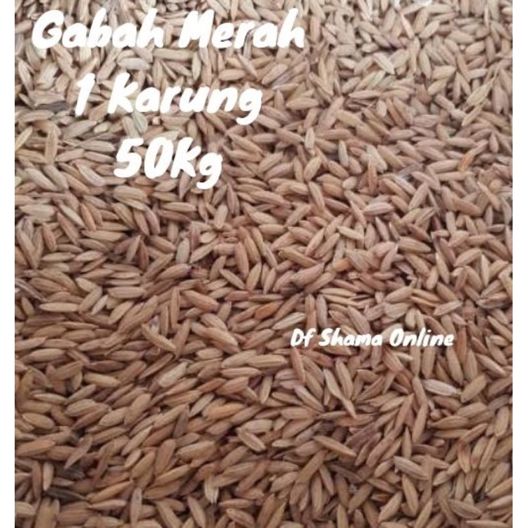 GABAH MERAH 50KG 1 KARUNG PAKAN AYAM PAKAN BURUNG