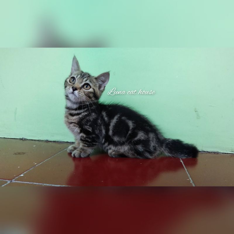 munchkin gaelic straight