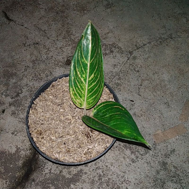 aglonema queen of siam