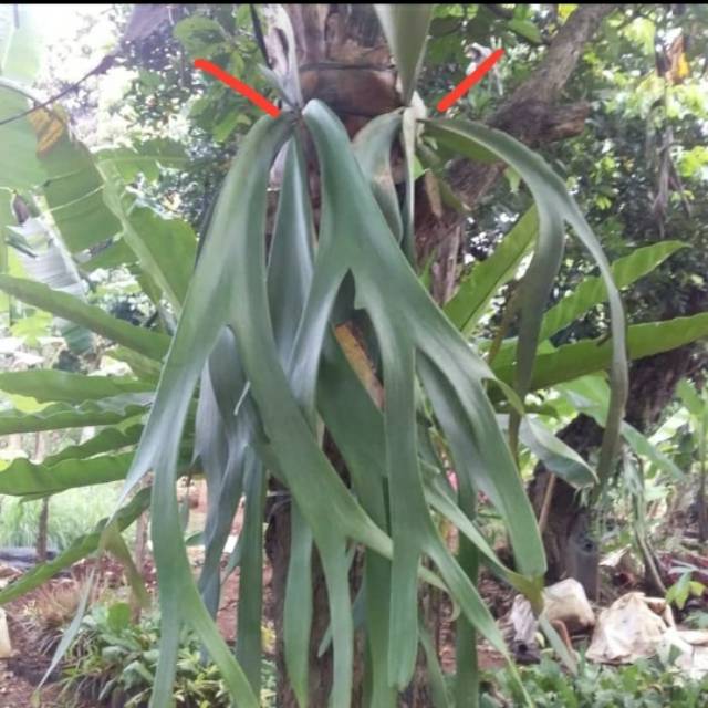 Tanaman Tanduk rusa-Pohon Tanduk Rusa