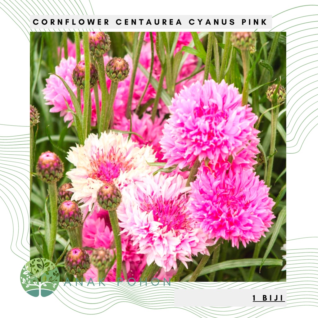 Benih Bibit Biji - Bunga Cornflower Centaurea Cyanus Pink Flower Seeds - IMPORT