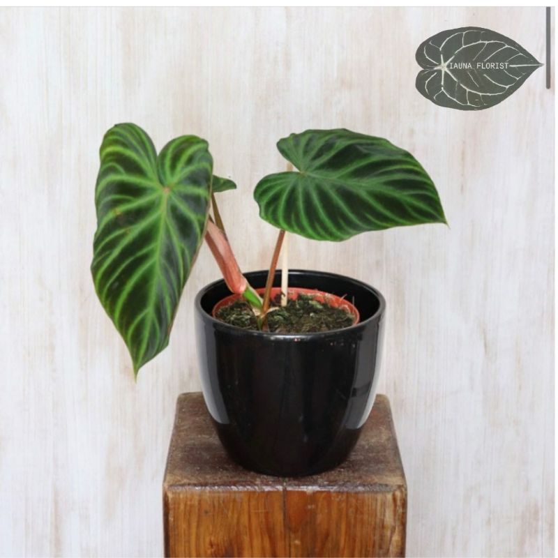 Tanaman Hias Philodendron Verucosum