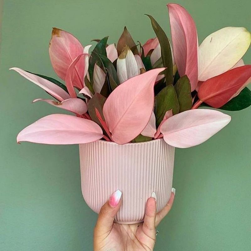 Tanaman Hias Philo Pink / Philodendron Congo Pink princess