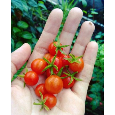 Benih Tomat Cherry Merah Bulat (Cherry Tomato Round Red)