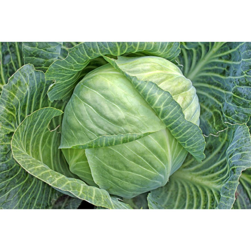 Benih Bibit Biji - Kubis Kobis Kol Hijau F1 Hibrida Clever Cabbage Seeds - Panen Dalam 70 Hari