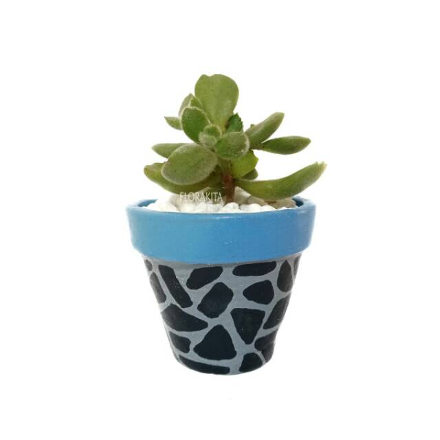 Pot Tanah Liat/Clay Pot Pietra