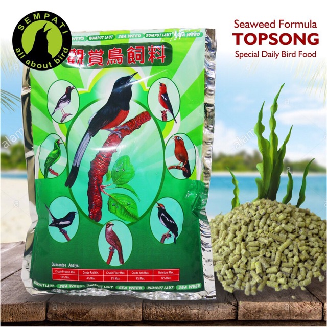 TOP SONG RUMPUT LAUT (hijau) makanan burung
