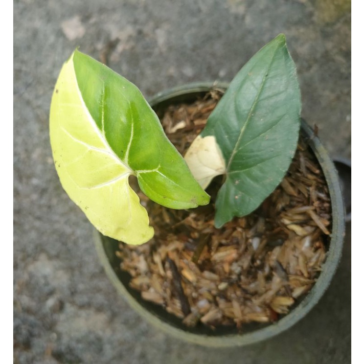 Syngonium yellow - Syngonium aurea