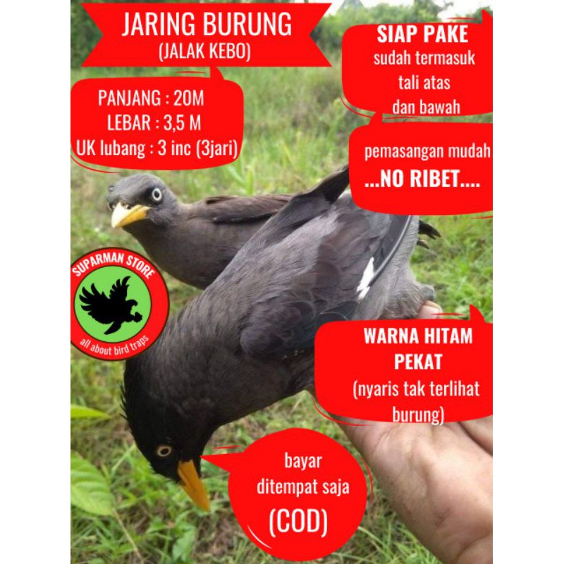 40 Gambar Burung Jalak HD Terbaru