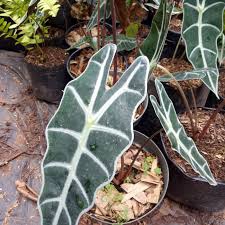 tanaman hias chaladium amazon-keladi amazon tengkorak-keladi tengkorak
