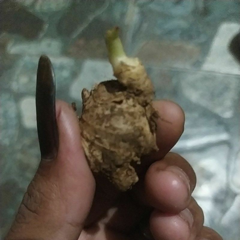 benih jahe emprit super sudah keluar tunas