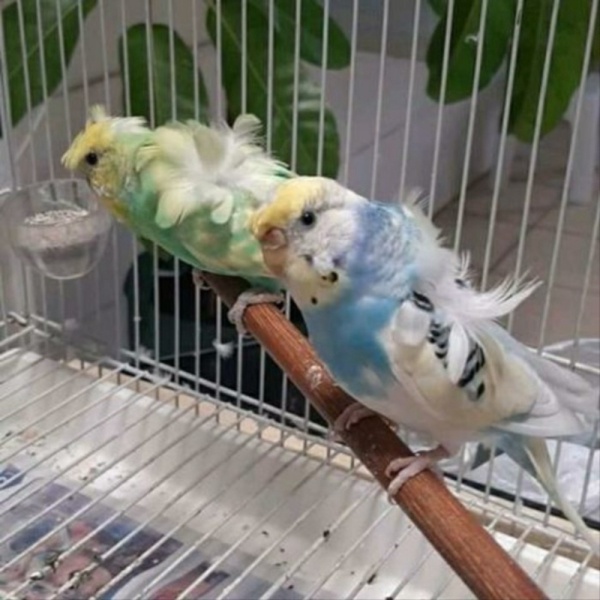 Jual accessories burung parkit hagoromo sepasang 26SZ2 Limited