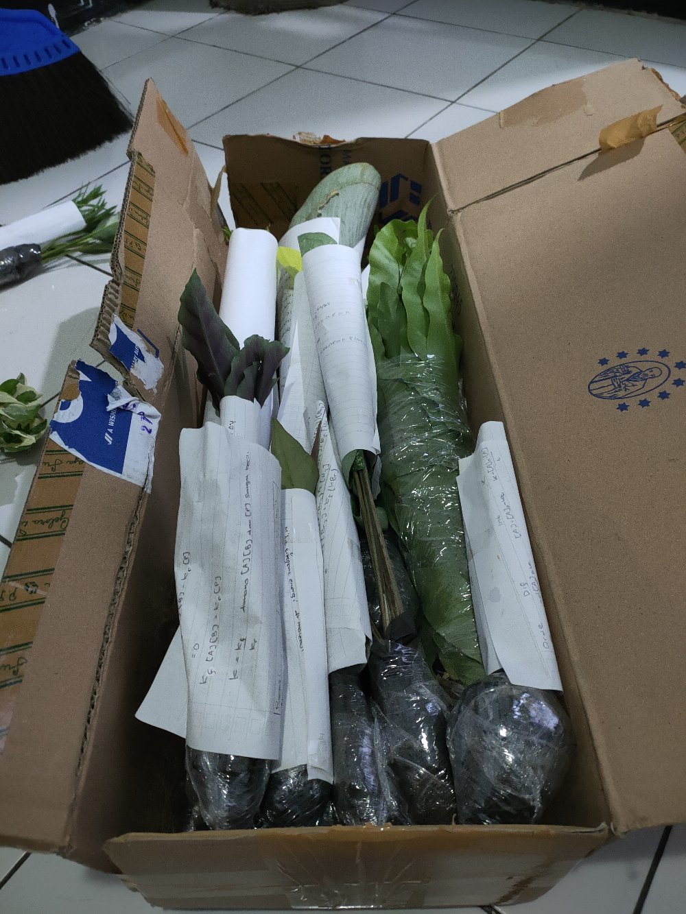 Tanaman Hias Pakis Kelabang-pakis Kelabang