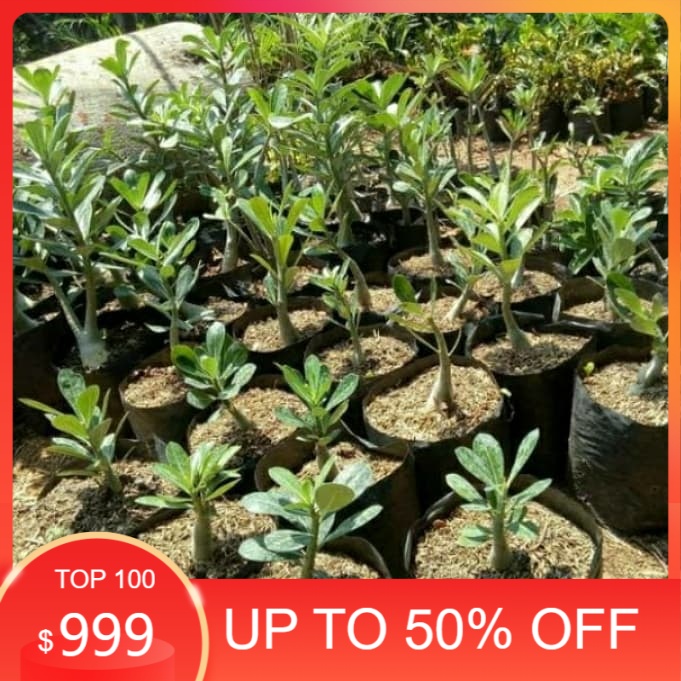 promo bibit bunga kamboja adenium-kamboja adenium-adenium jepang
