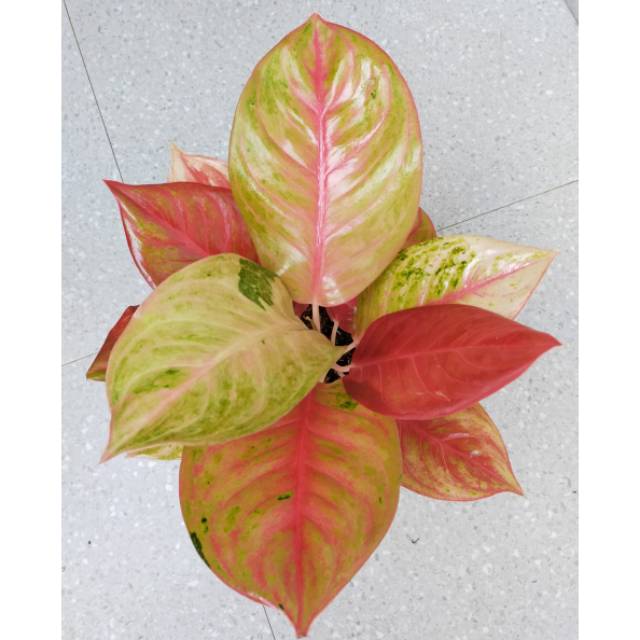 Aglonema Exotic Red / aglaonema exotic Red
