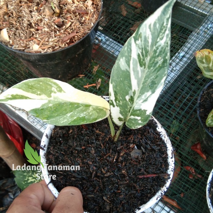 epipremnum pinnatum variegata/epip varigata /monstera varigata