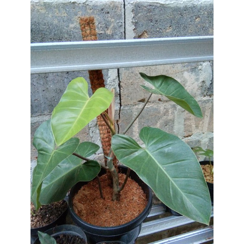 Tanaman Hias Philodendron Corcovanda Kw