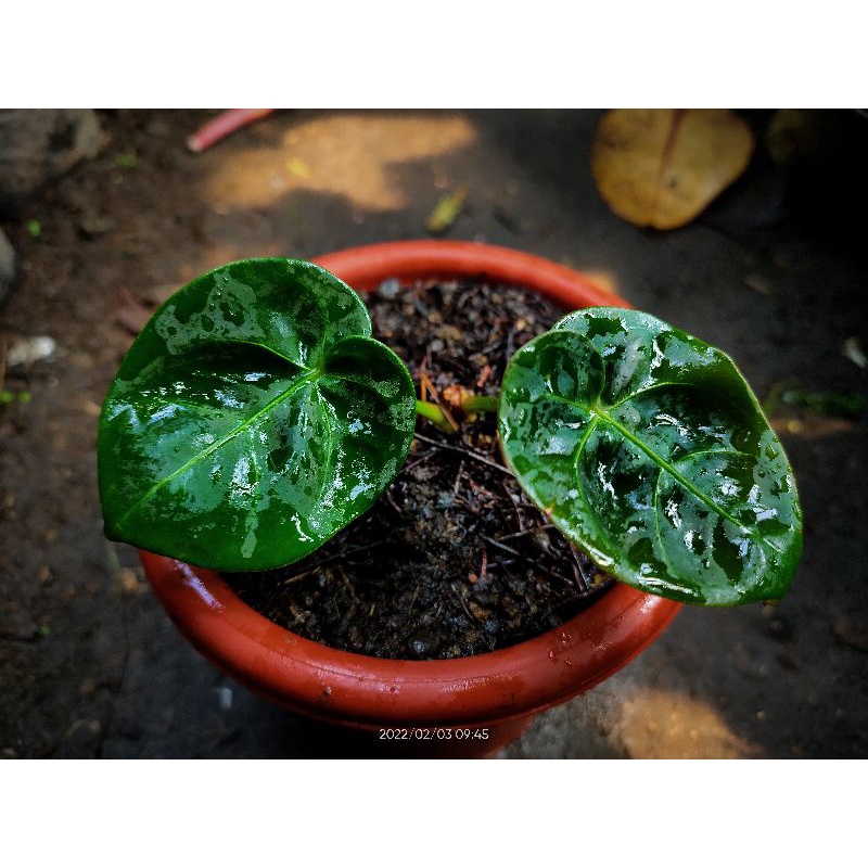 Anthurium Dressleri ori