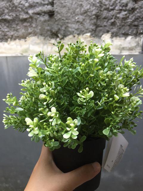 Fejka, Tanaman Tiruan Dalam Pot, Oregano, timi, Rosemary 9 Cm