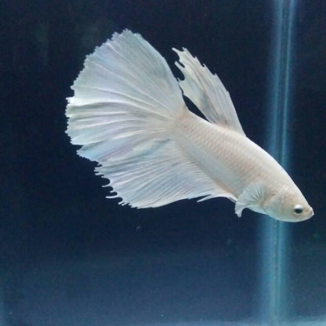 Ikan Cupang Halfmoon Putih White Opaque Platinum Jantan Male Shopee Indonesia