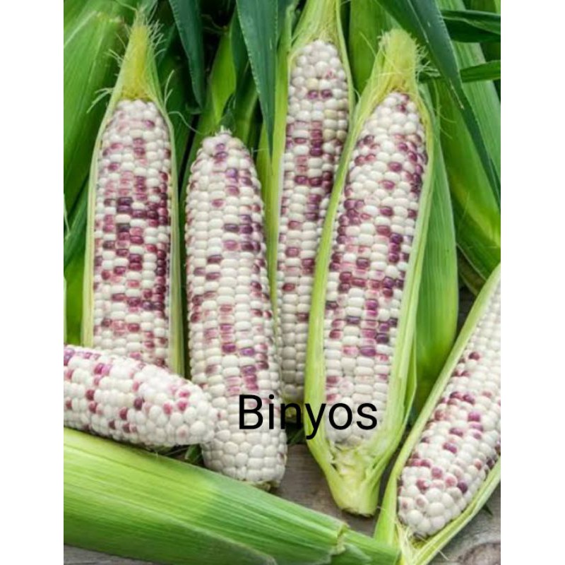 

Jagung Ketan Putih Ungu