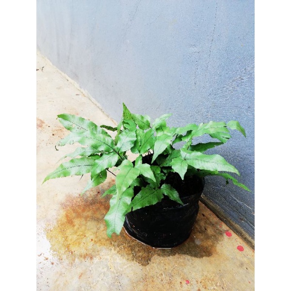 fern blue star  mini pakis mini bintang biru