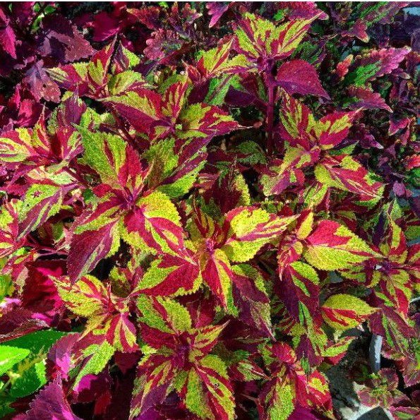 Miana Coleus Hijau Muda ada Batik Coklat
