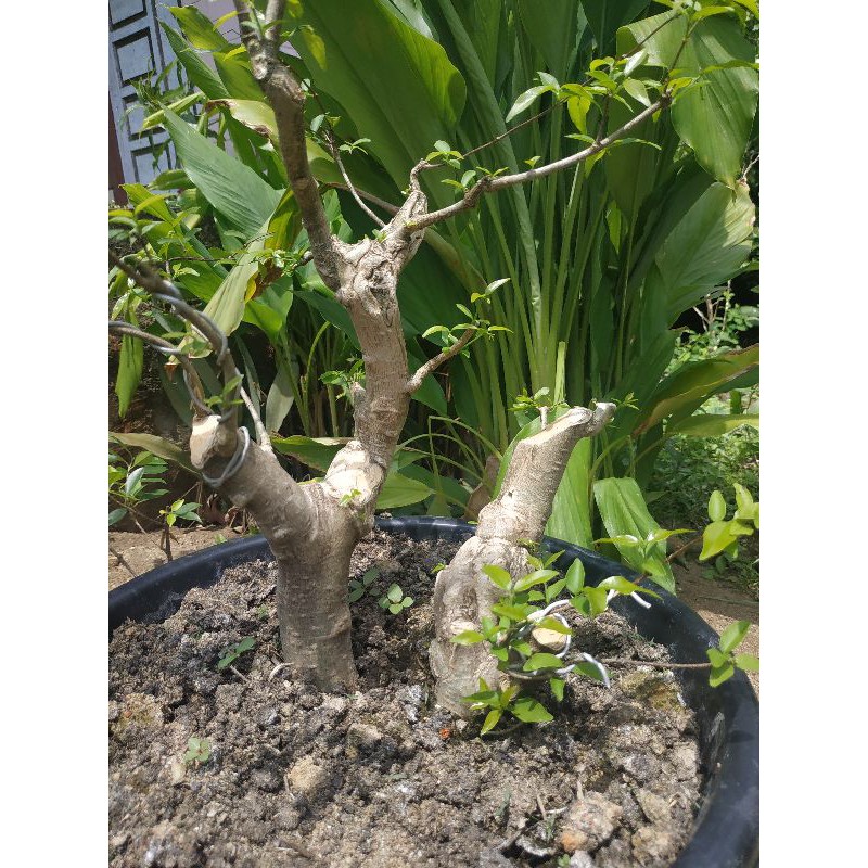 bahan Bonsai anting Putri batang besar dapat 2 batang