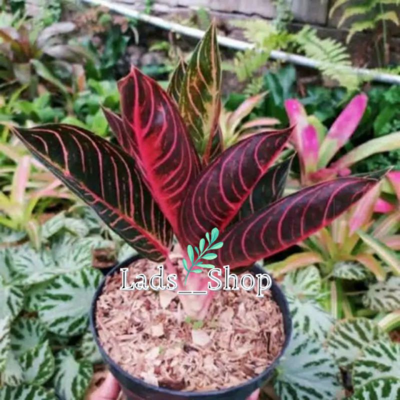 Tanaman Hias Aglonema Red Sumatra - Aglonema Red Sumatra