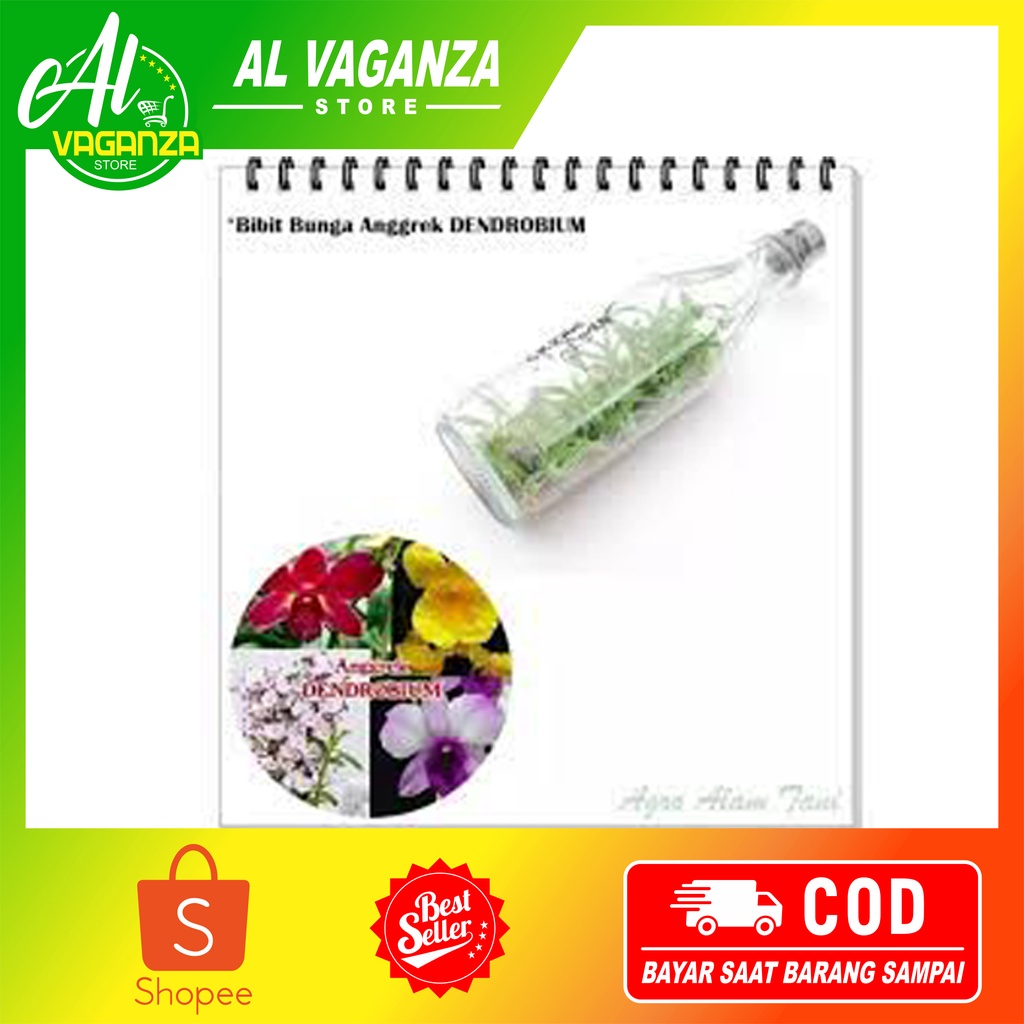 Bibit Bunga Anggrek DENDROBIUM Anggrek Botol