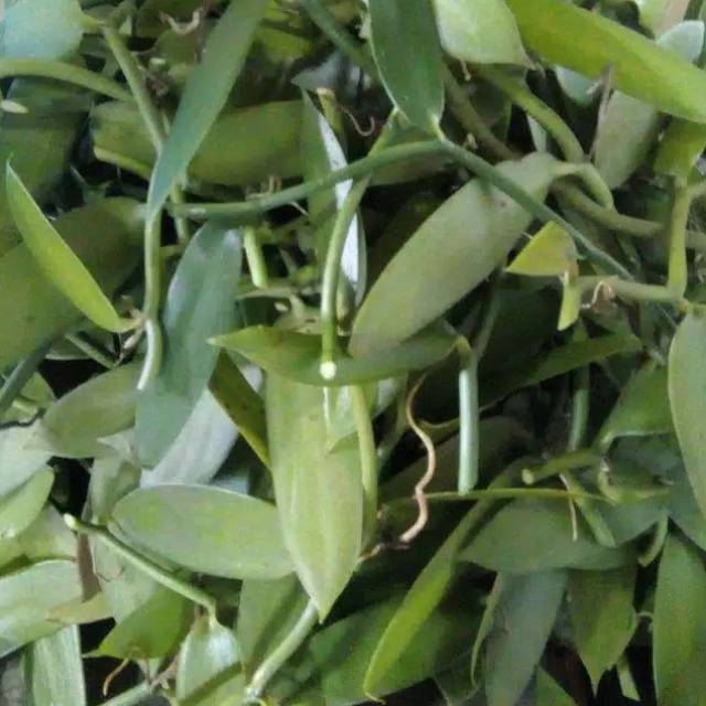 Bibit panili meteran vanili vanila per meter