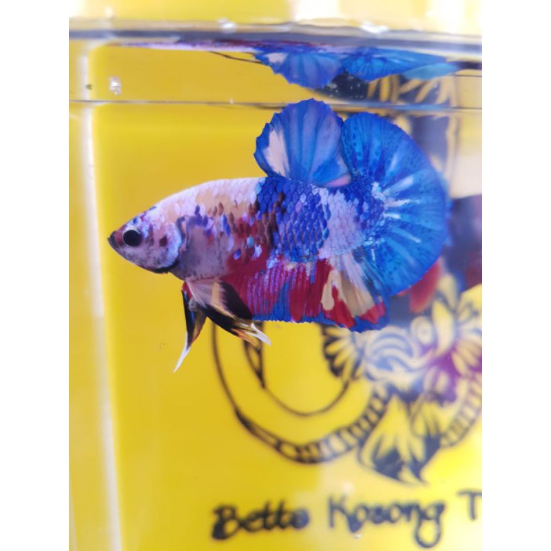 betta cupang multy