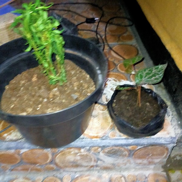 Tanaman Hias Herbal Sirih Merah