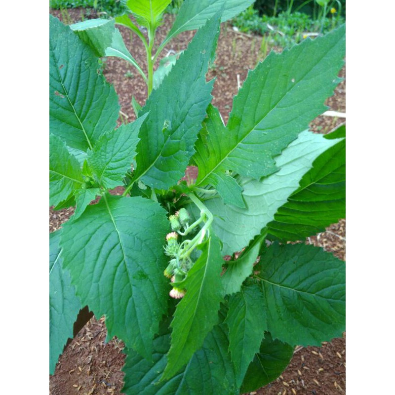 

Daun Sintrong Segar 250gram Lalapan Dan Herbal