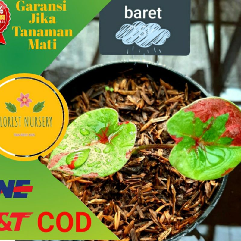 KELADI BARET BIBIT / KELADI HIAS / CALADIUM THAILAND/ TANAMAN KELADI / BUNGA KELADI HIDUP