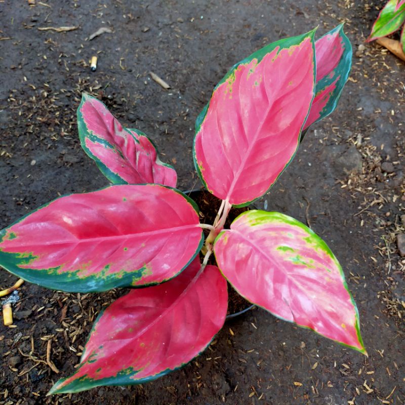 Aglaonema kochin cameleon merah