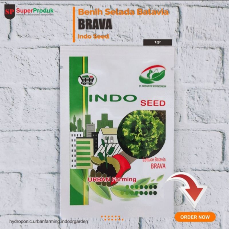 Benih Selada Batavia Brava Indo Seed 1gr