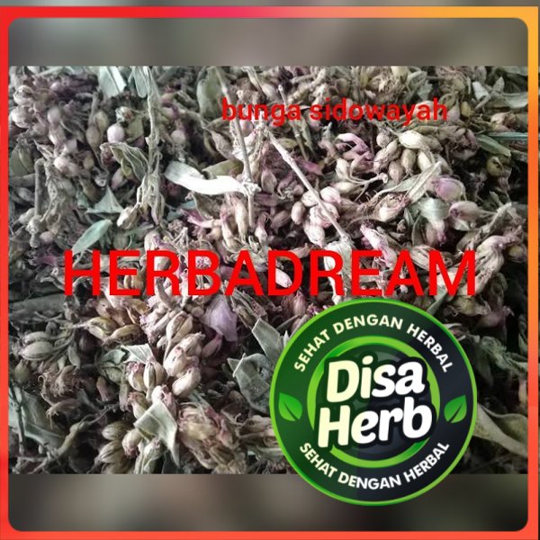 

BUNGA SIDOWAYAH KERING 1000 GRAM / 1 KG - Woodfordia Floribunda Salisb - MURNI - JSR - REMPAH