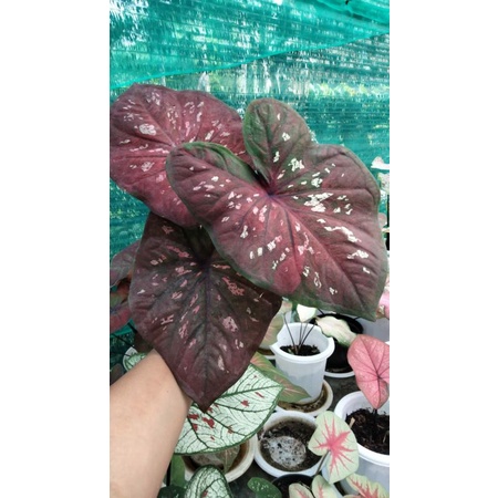 bibit caladium black mamba