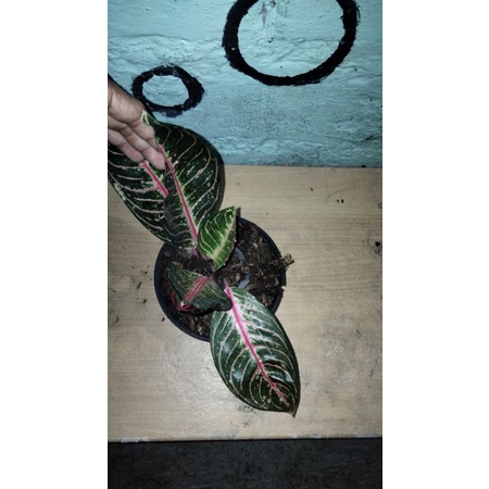 Aglonema Red Sumatra (pos)