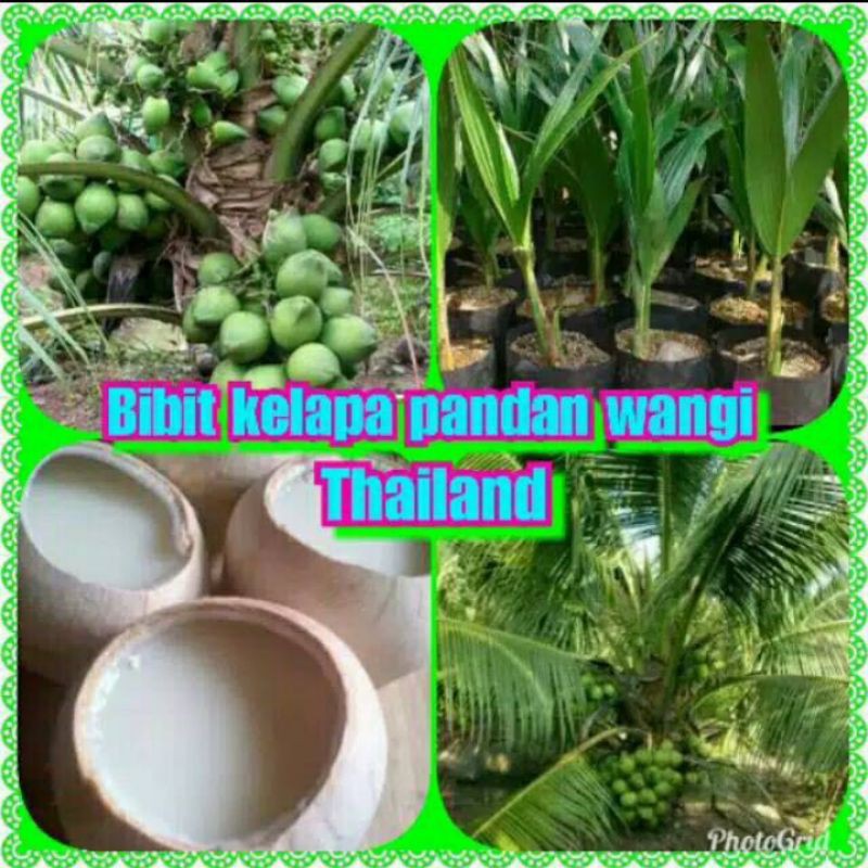 Jual Bibit Pohon Kelapa Pandan Thailand Jaminan Asli / Tunas Kelapa Pandan Thailand Shopee