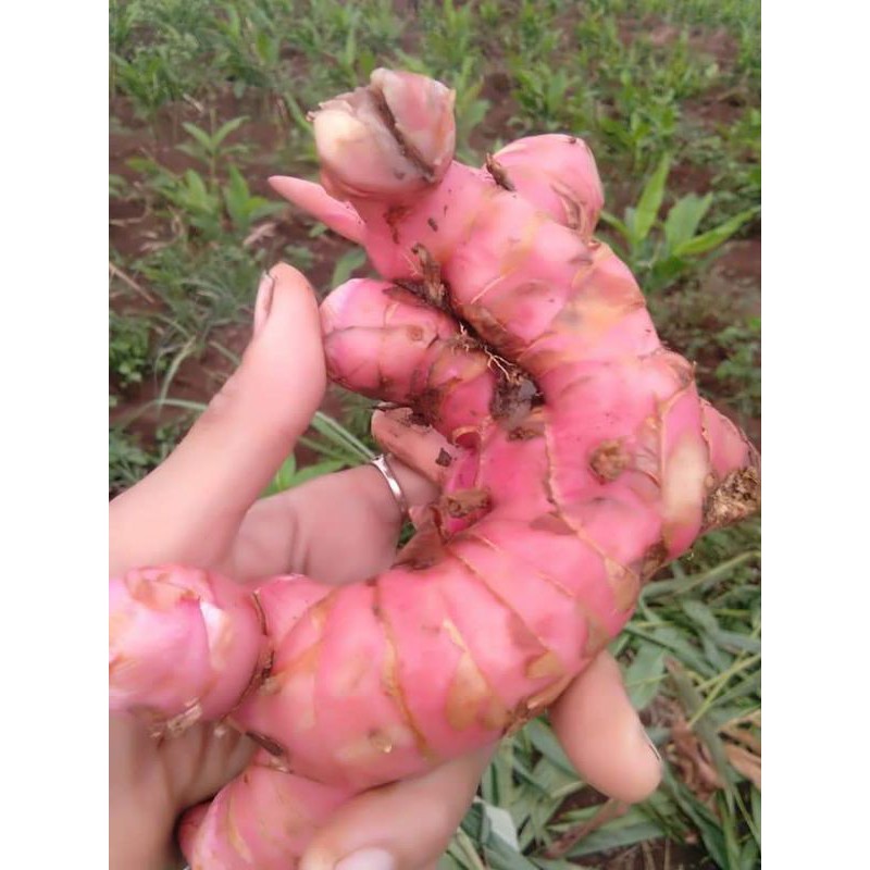 

Lengkuas,Laos,Laja Merah. DADAKAN Petik dari kebun masih FRESS