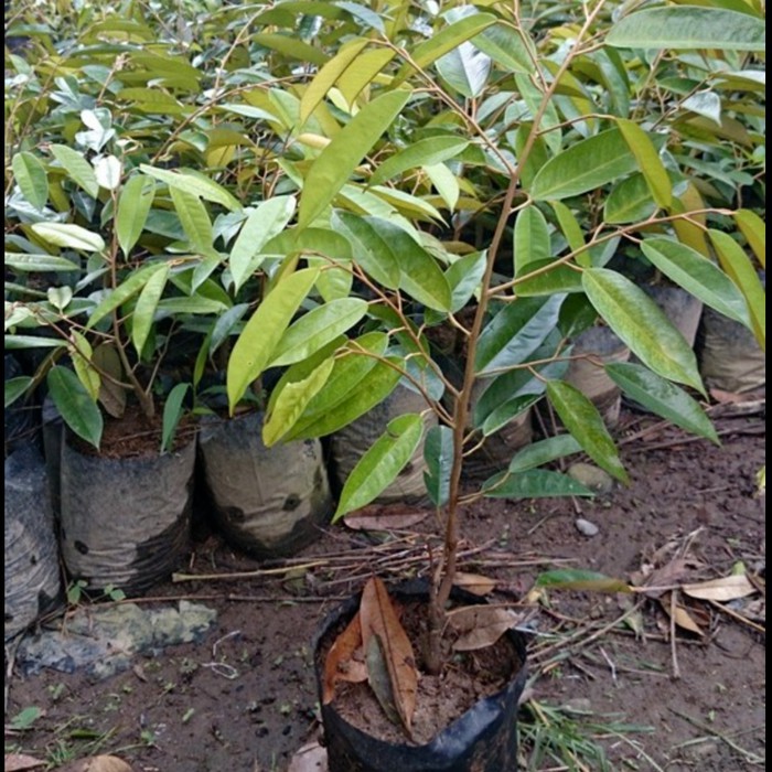 [COD] Bibit durian montong super