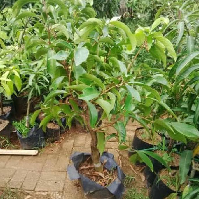 Kw Asli Tanaman Jambu Jamaika @_#