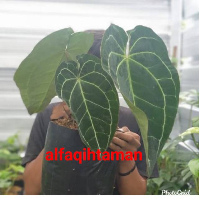 Tanaman hias kuping gajah daun besar - anturium kuping gajah