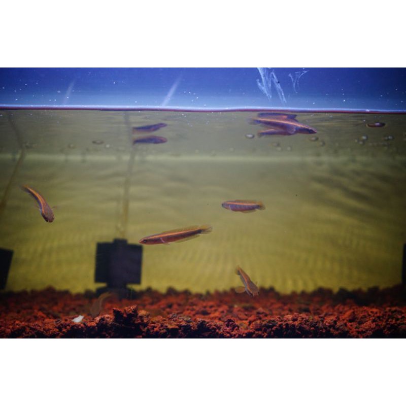 baby Channa Red Barito size 5-6cm