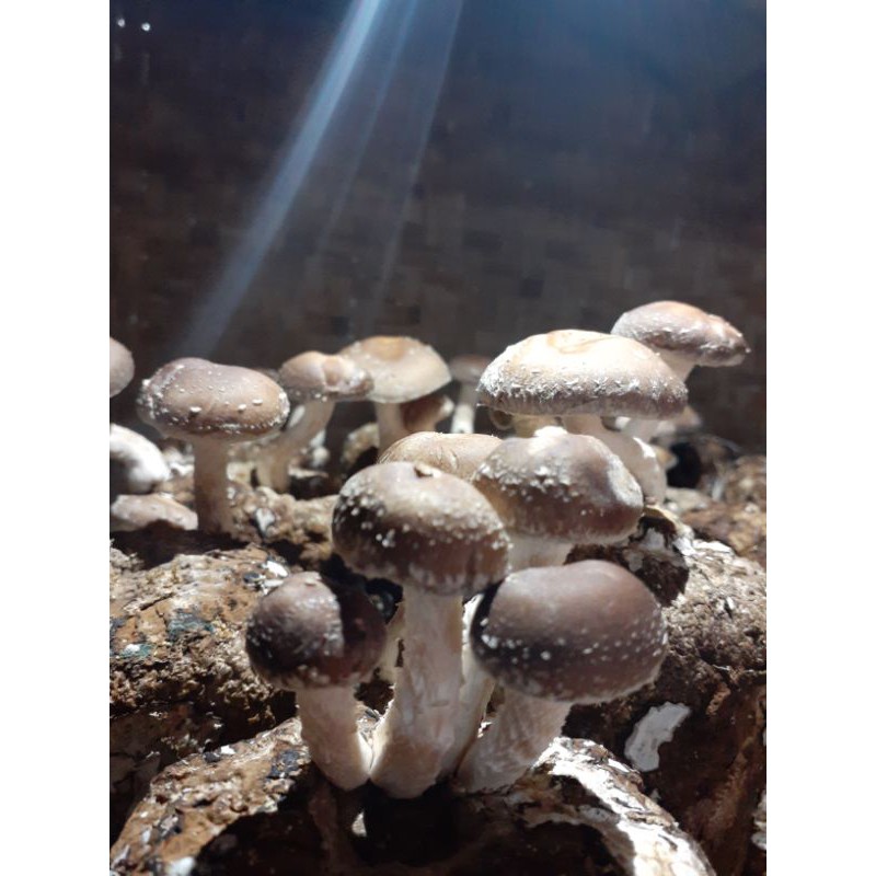 bibit f2 jamur shitake