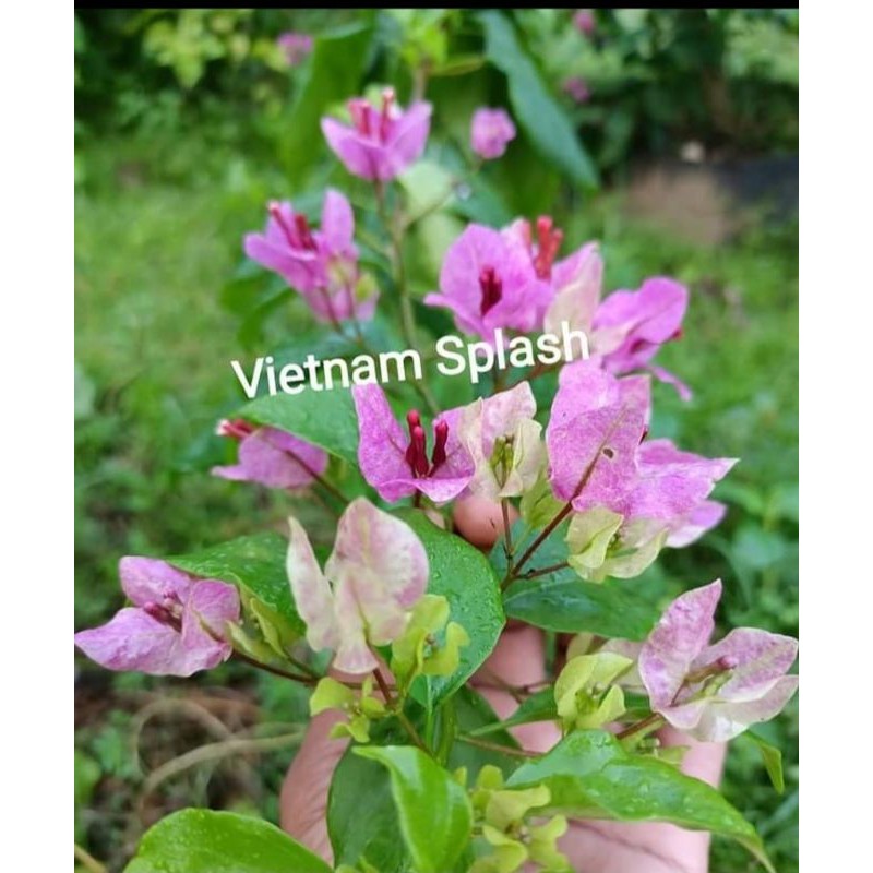 Bougenville import Vietnam splash