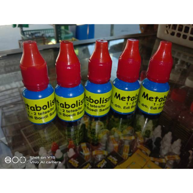 Metabolisme segel merah DRH Edi Boedi Santosa, MP.